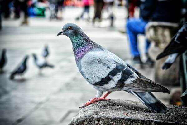 PEST CONTROL HARLOW, Essex. Pests Our Team Eliminate - Pigeons.