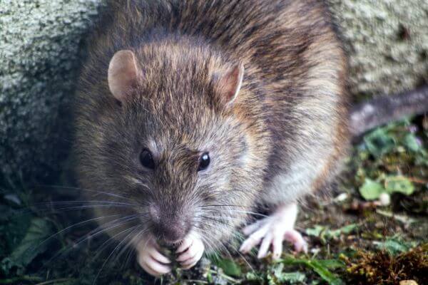 PEST CONTROL HARLOW, Essex. Pests Our Team Eliminate - Rats.