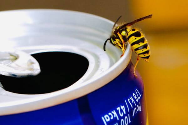 PEST CONTROL HARLOW, Essex. Pests Our Team Eliminate - Wasps.